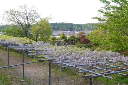 Hino Dahlia Garden-日野町必去景点