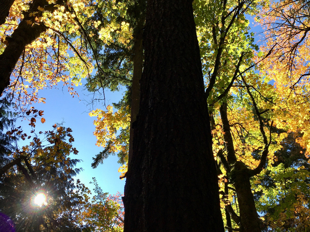 Hoyt Arboretum-波特兰必去景点