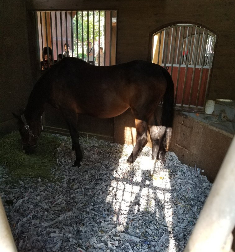 Shadai Stallion Station-安平町必去景点