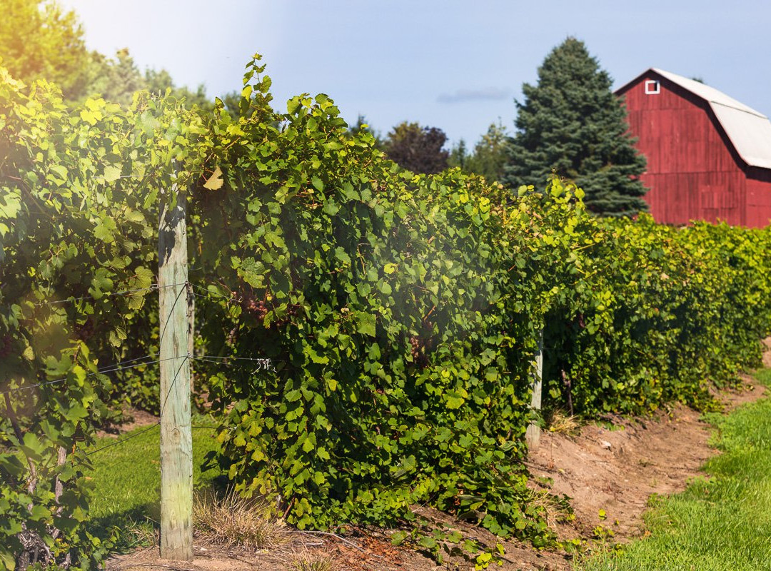 Ciccone Vineyard & Winery景点图片