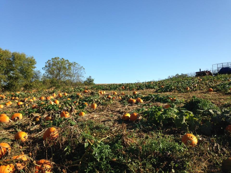 Dittmar Farms and Orchards景点图片