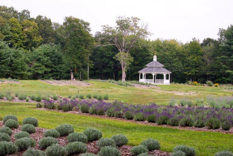 Lavender Pond Farm景点图片