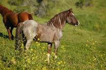 Return to Freedom, American Wild Horse Sanctuary景点图片