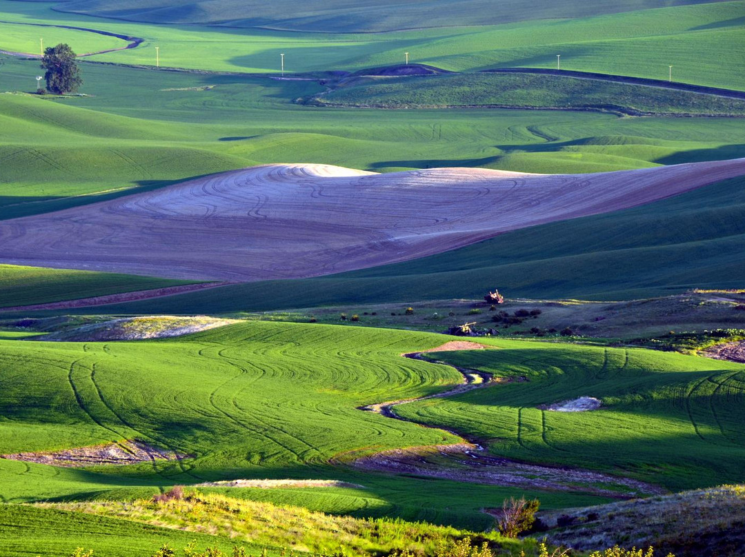 Steptoe Butte State Park景点图片