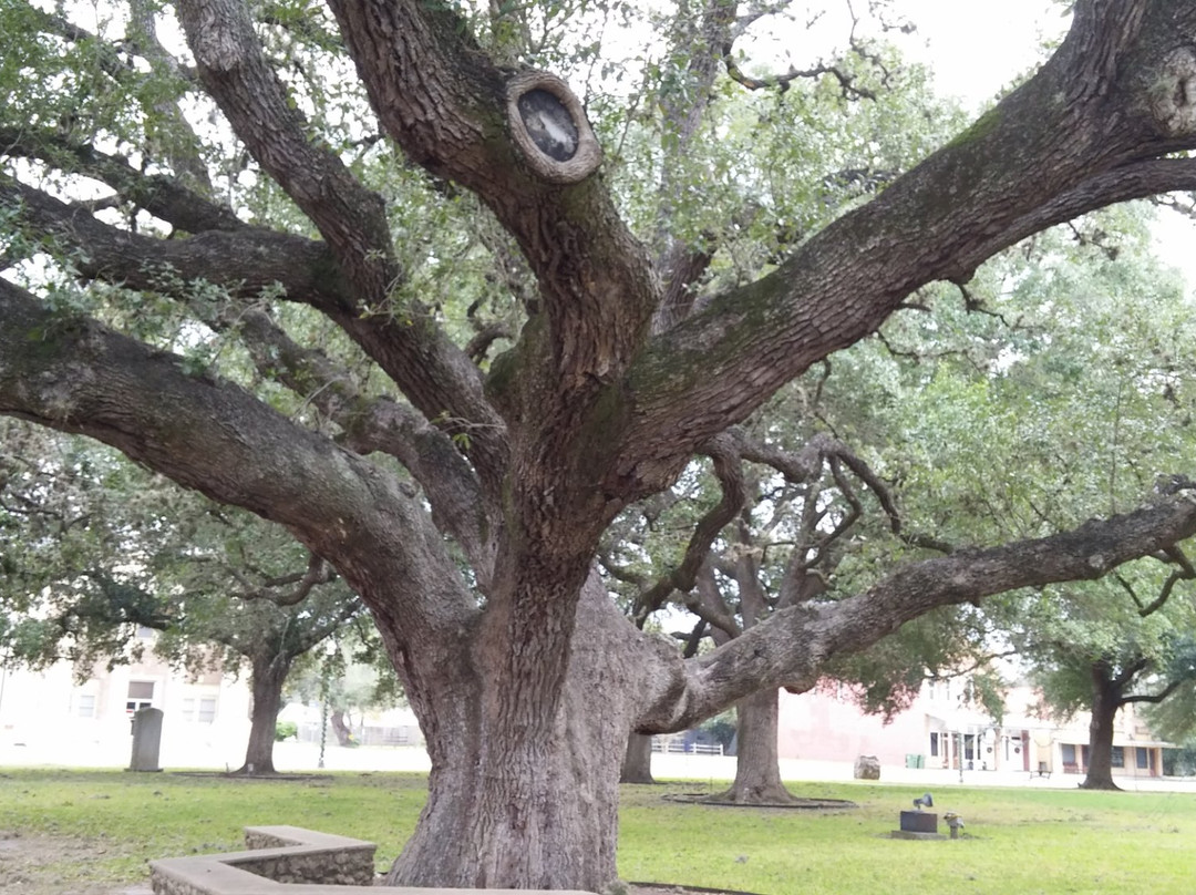 Karnes City旅游景点-Hanging Tree