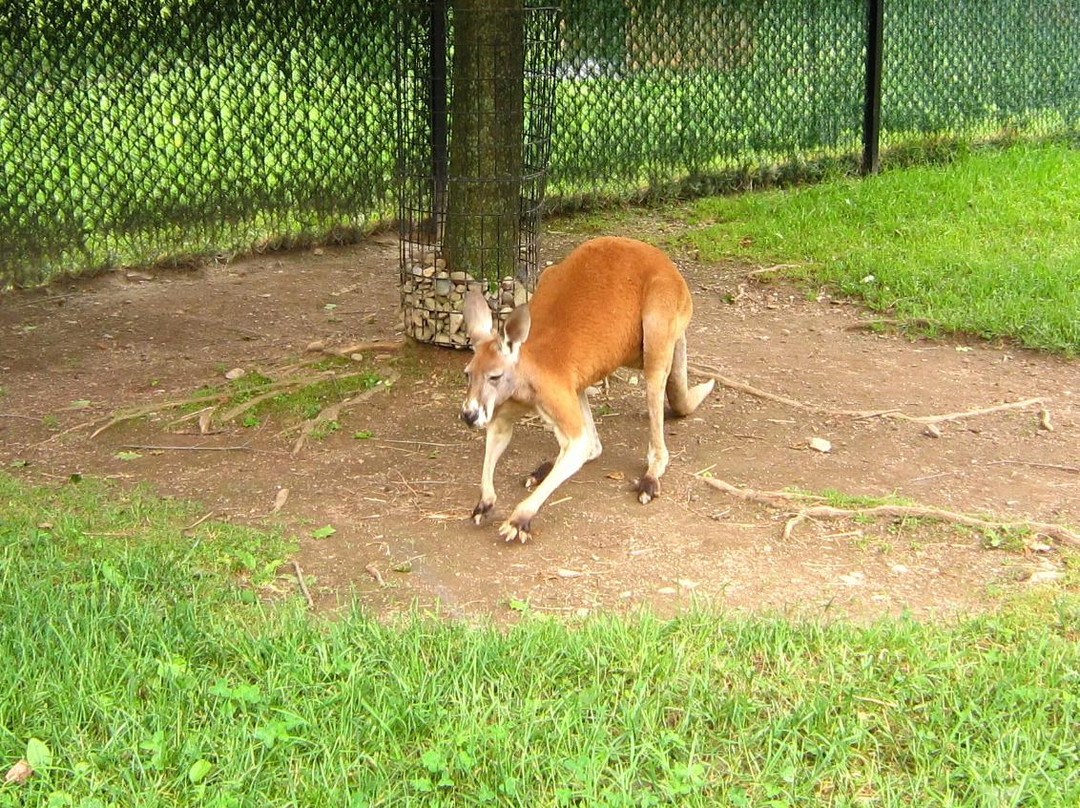 Lehigh Valley Zoo景点图片