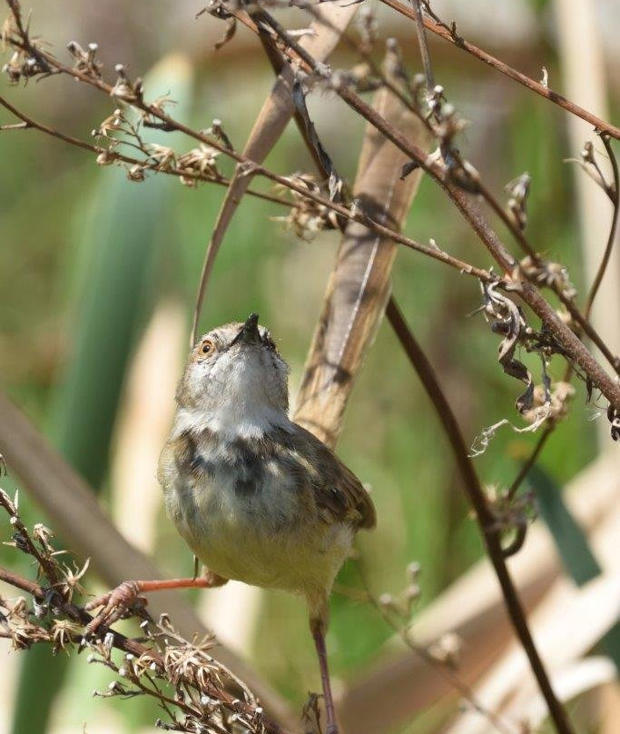 Marievale Bird Sanctuary-Nigel必去景点