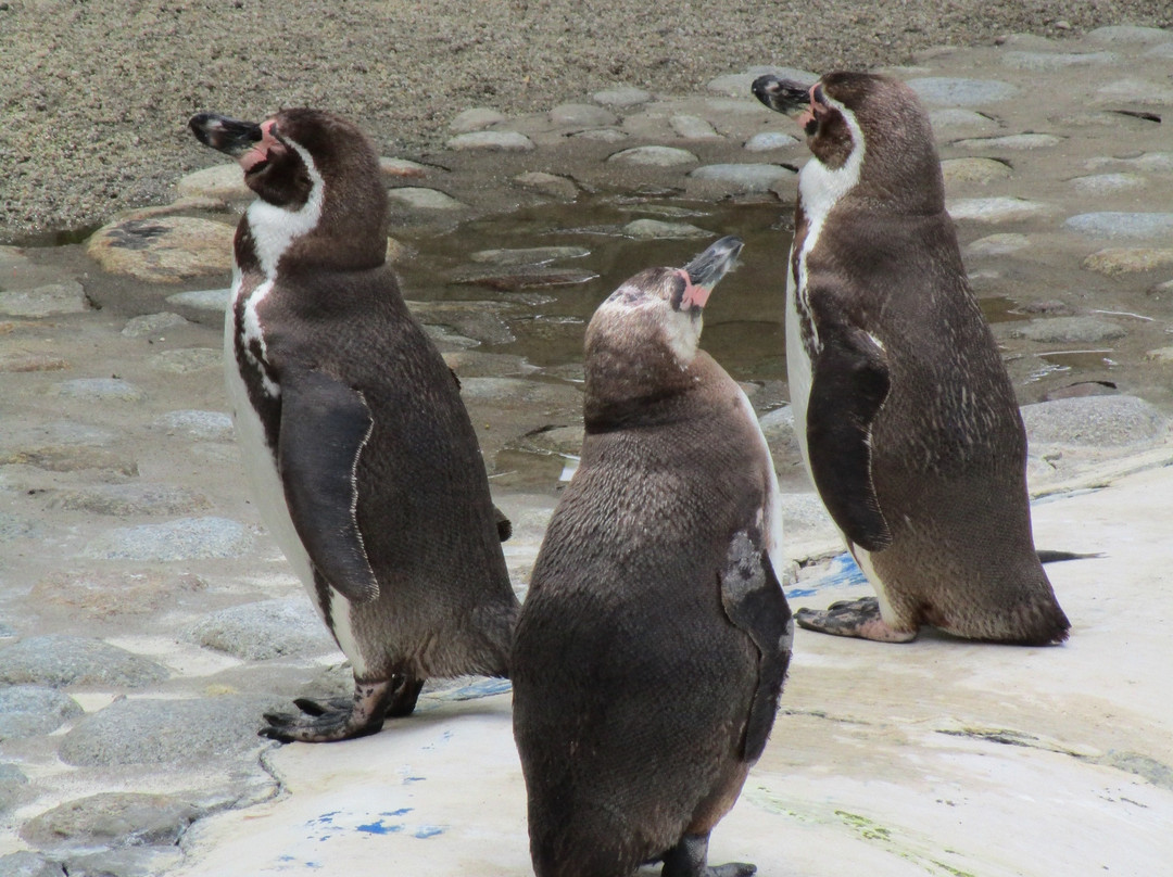 Zoo Kosice-科希策必去景点