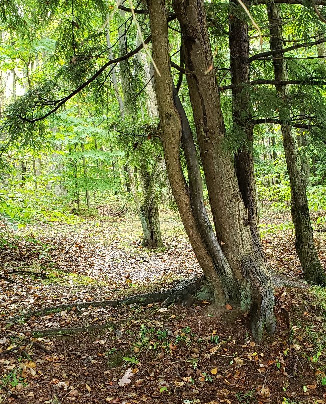 Prince Gallitzin State Park景点图片