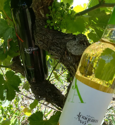 Adega Joaquim d'Avó-Santa Catarina da Serra必去景点