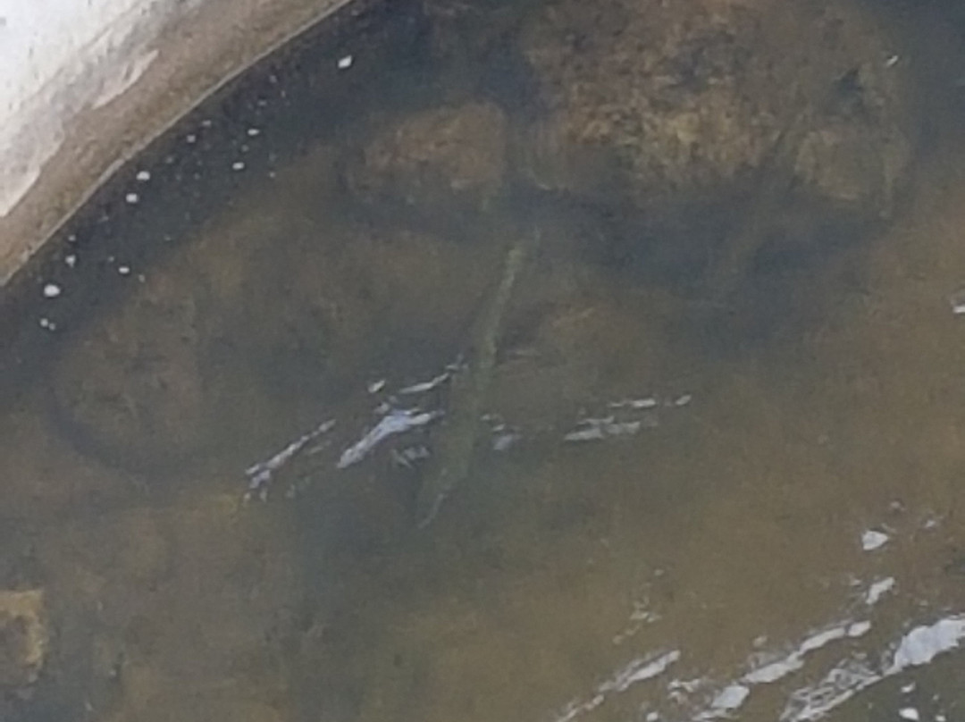 The Fishway-Thornbury必去景点