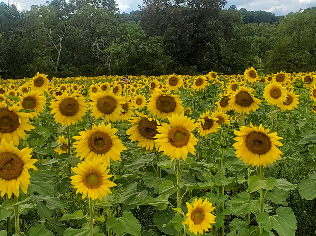 Sussex County Sunflower Maze景点图片