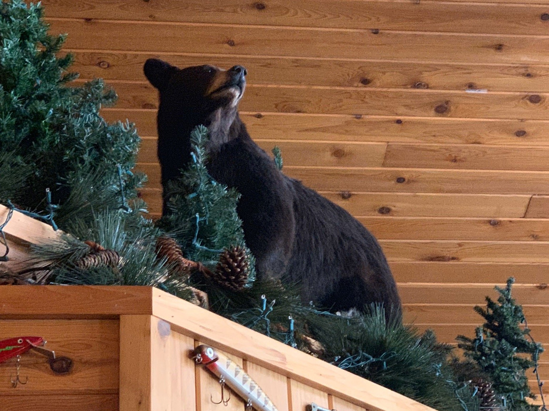 Boulder Bear Motor Lodge主图