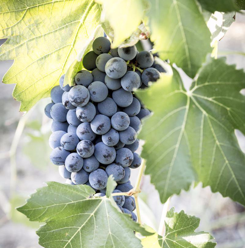 Tenute Tonalini 1865-Montu' Beccaria必去景点