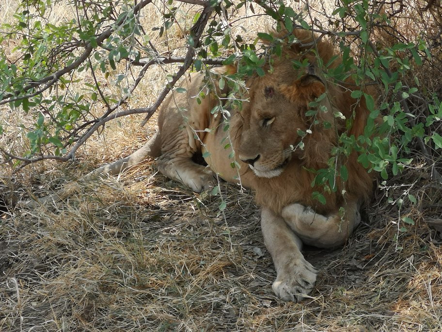 Shayona Safaris & Tours景点图片