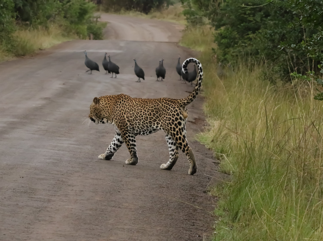 Luxing Warriors-内罗毕必去景点