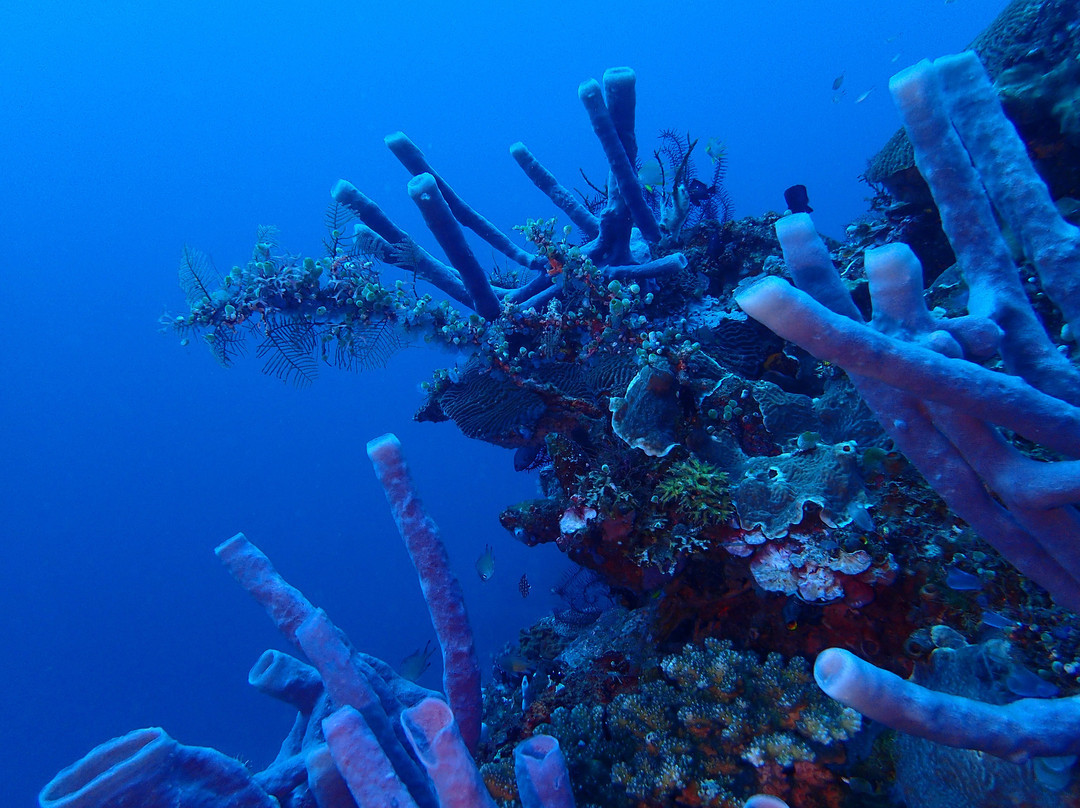 Abyss Dive Center Bali景点图片