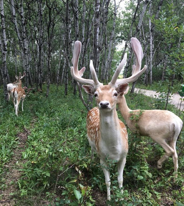 Deer Meadow Farms-温尼伯必去景点