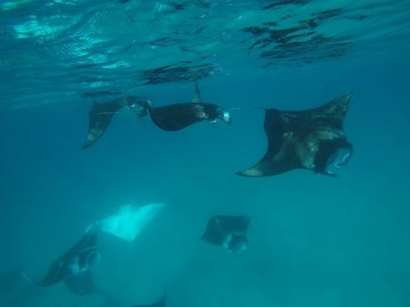 魔富士岛酒店住宿-Shifa Lodge