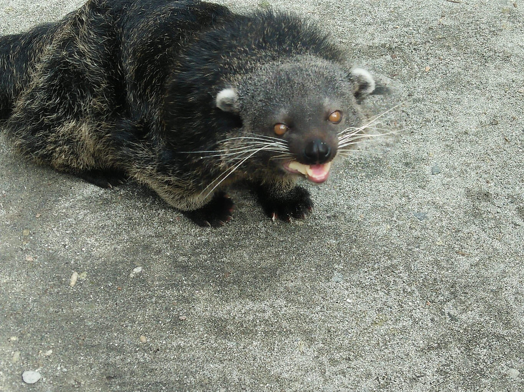 Genalin Park & Zoo Rescue center-Tacurong必去景点