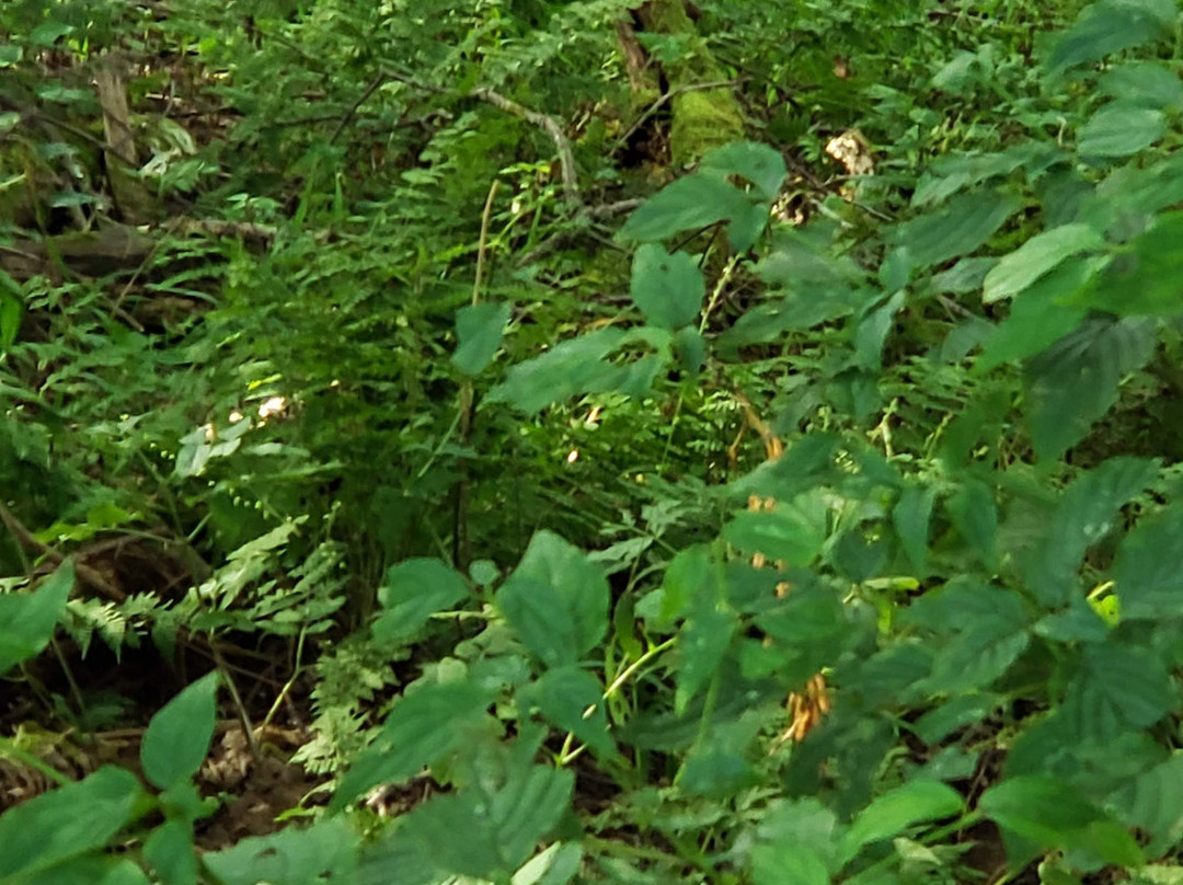 Monongahela National Forest-Elkins必去景点