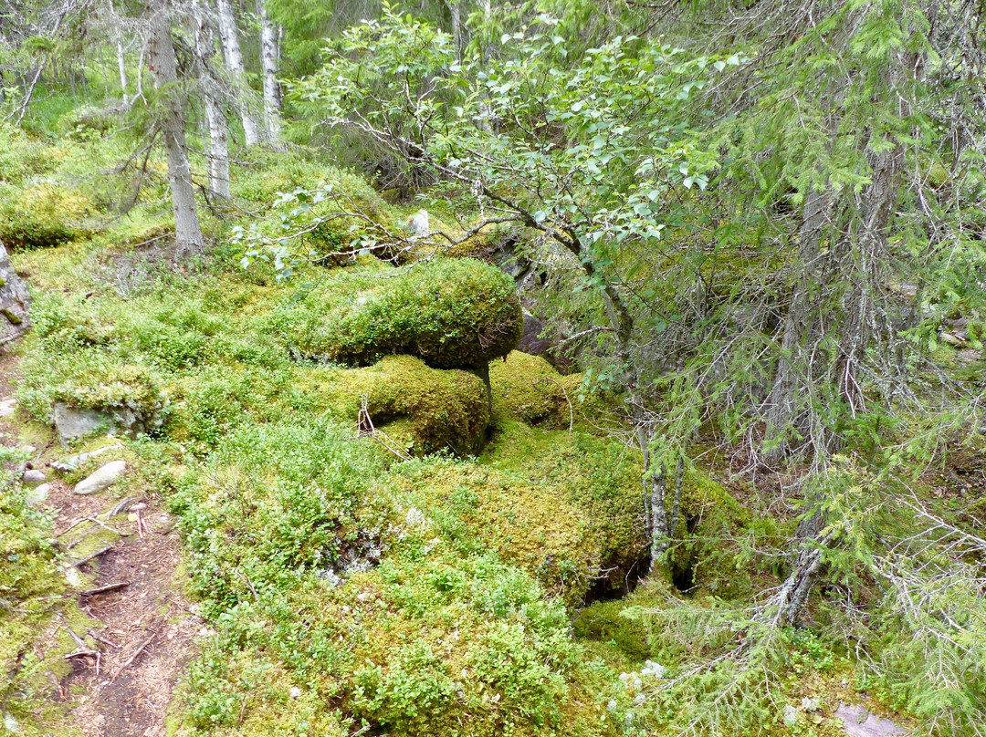 Fulufjällets National Park景点图片