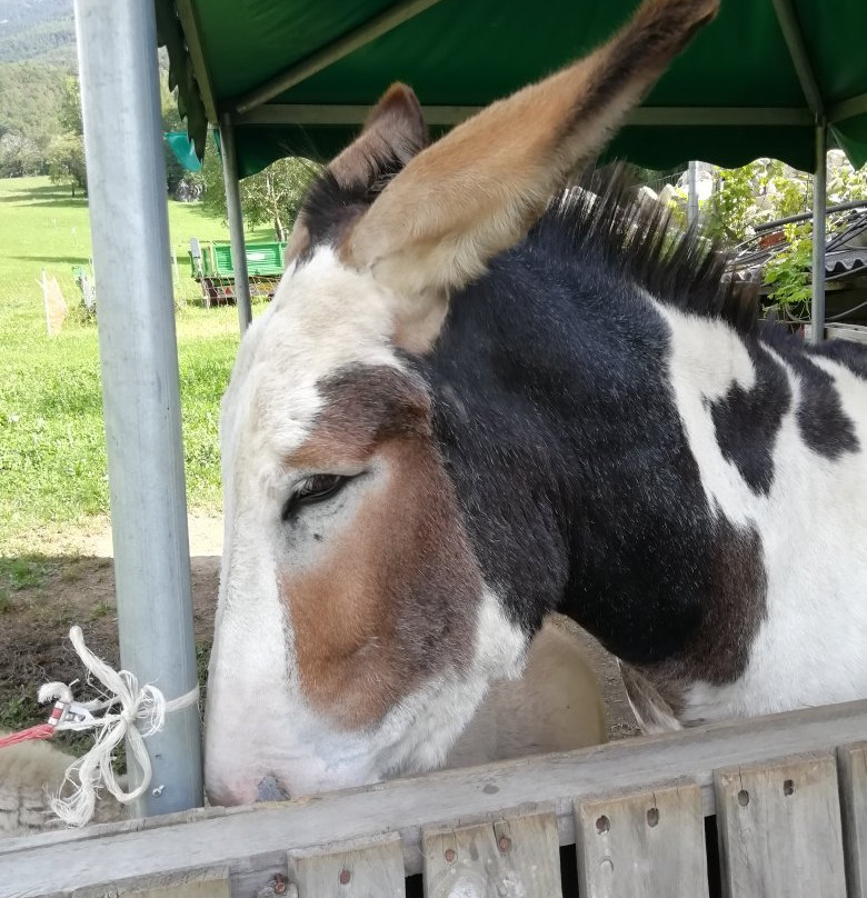 Azienda Agricola Lo Copafen景点图片