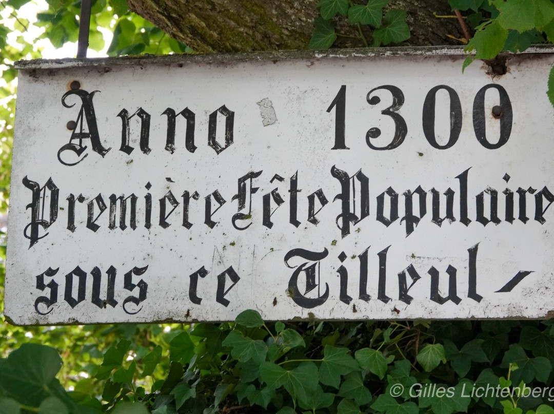 Le Tilleul Millenaire景点图片