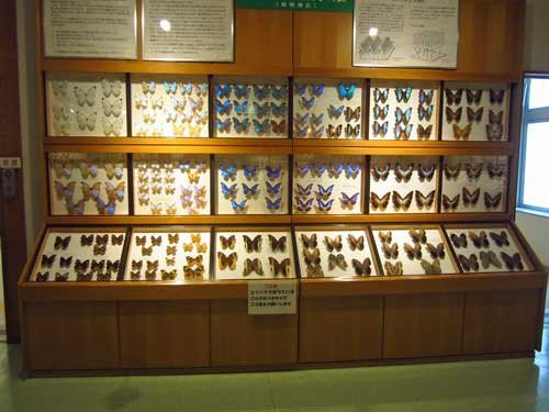 Toma World Insect Museum Papillon Chateau景点图片