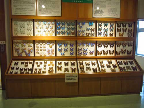 Toma World Insect Museum Papillon Chateau-当麻町 必去景点