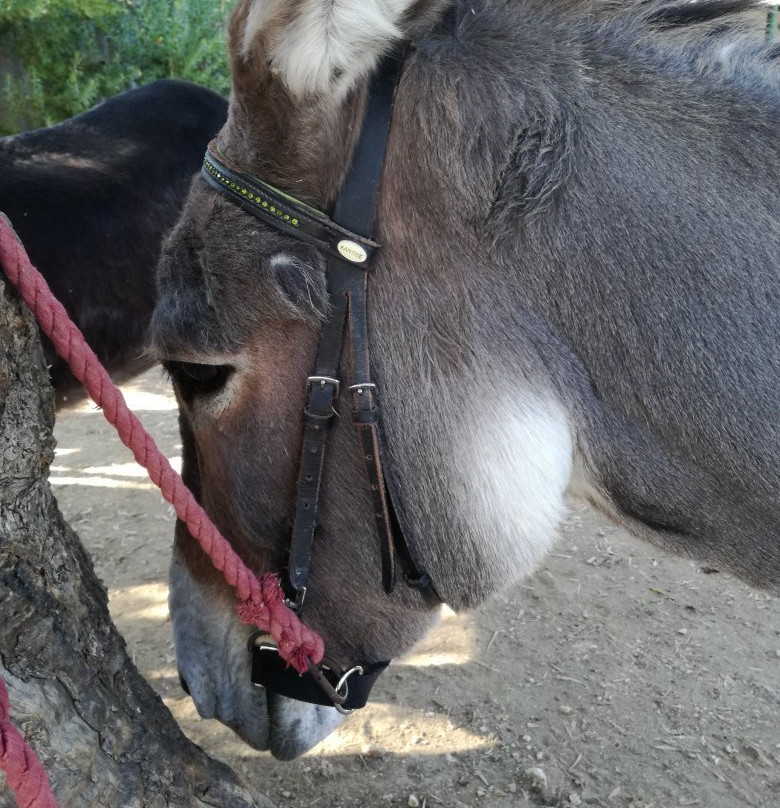 Donkey Trekking Kefalonia景点图片