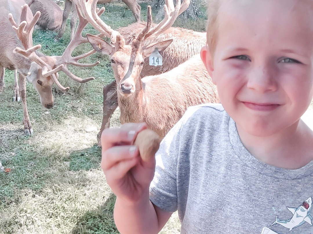 Red Deer at Rolling Hills Farm景点图片