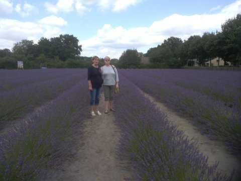 Limburg Lavendel-哈瑟尔特必去景点