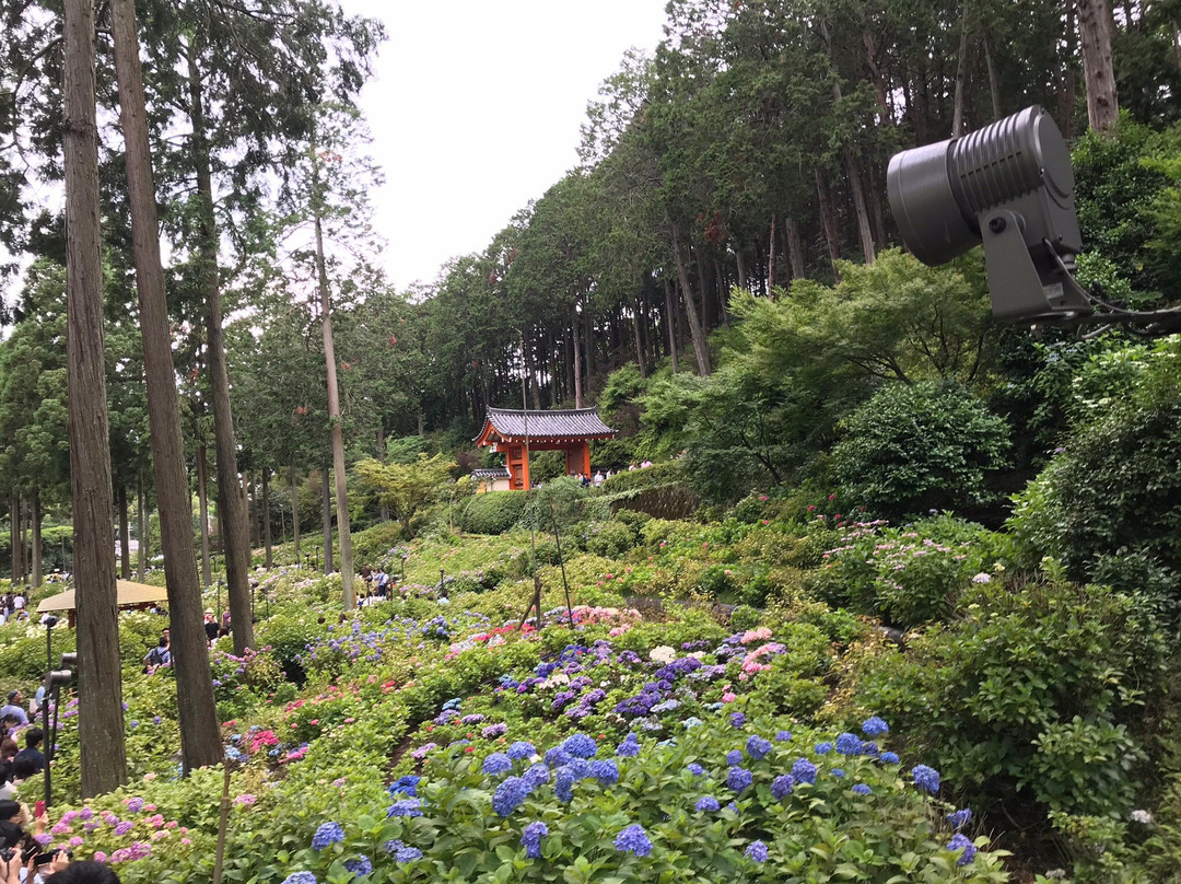 Mimuroto-ji Temple-宇治市必去景点