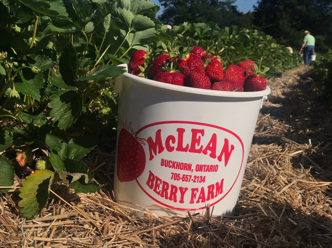 McLean Berry Farm景点图片