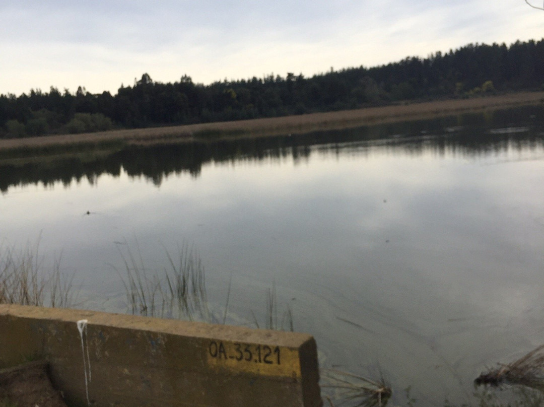 Reserva Nacional Laguna Torca-Llico必去景点