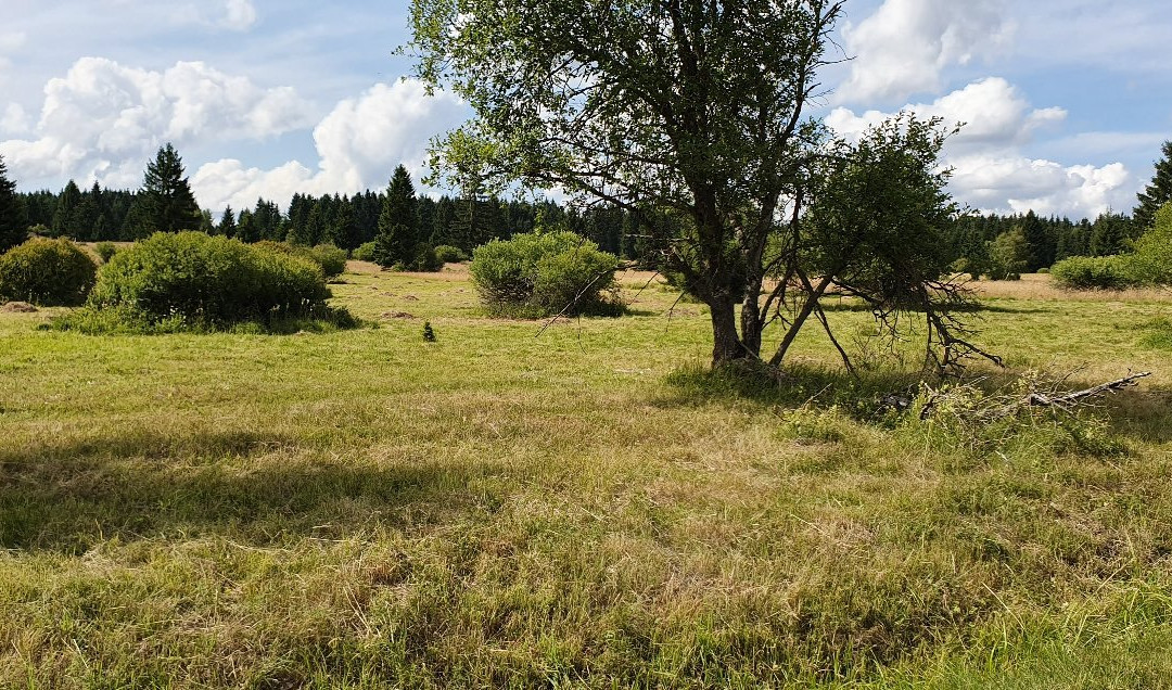 Upolinova louka pod Krizky