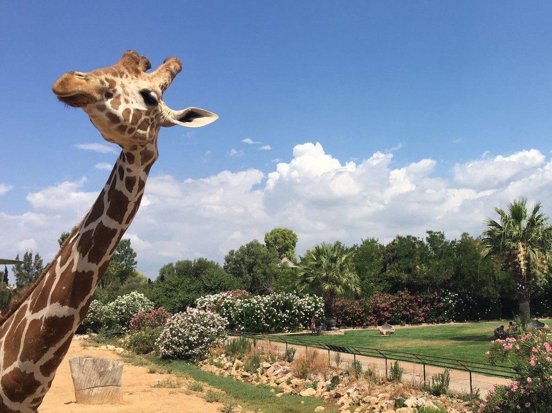 Attica Zoological Park-斯巴达必去景点