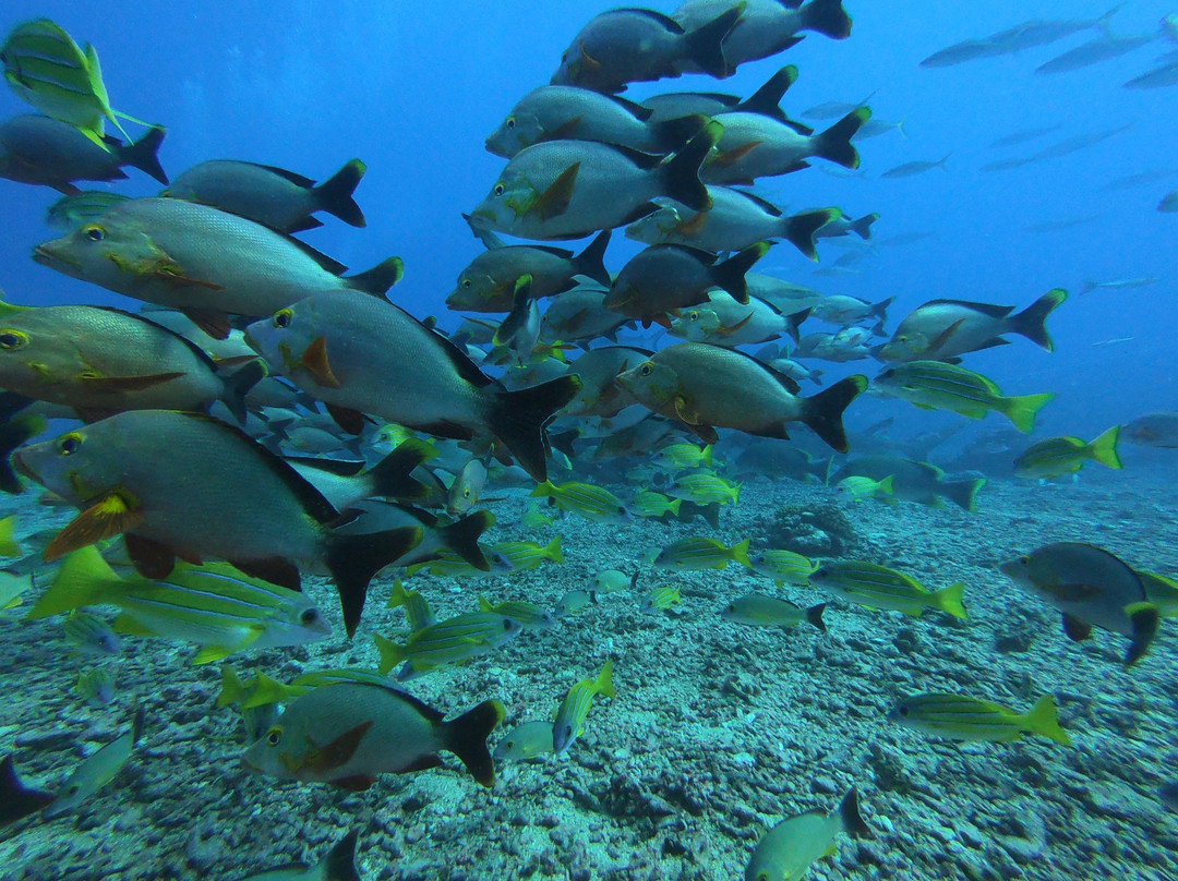 Eleuthera Tahiti Diving Center景点图片
