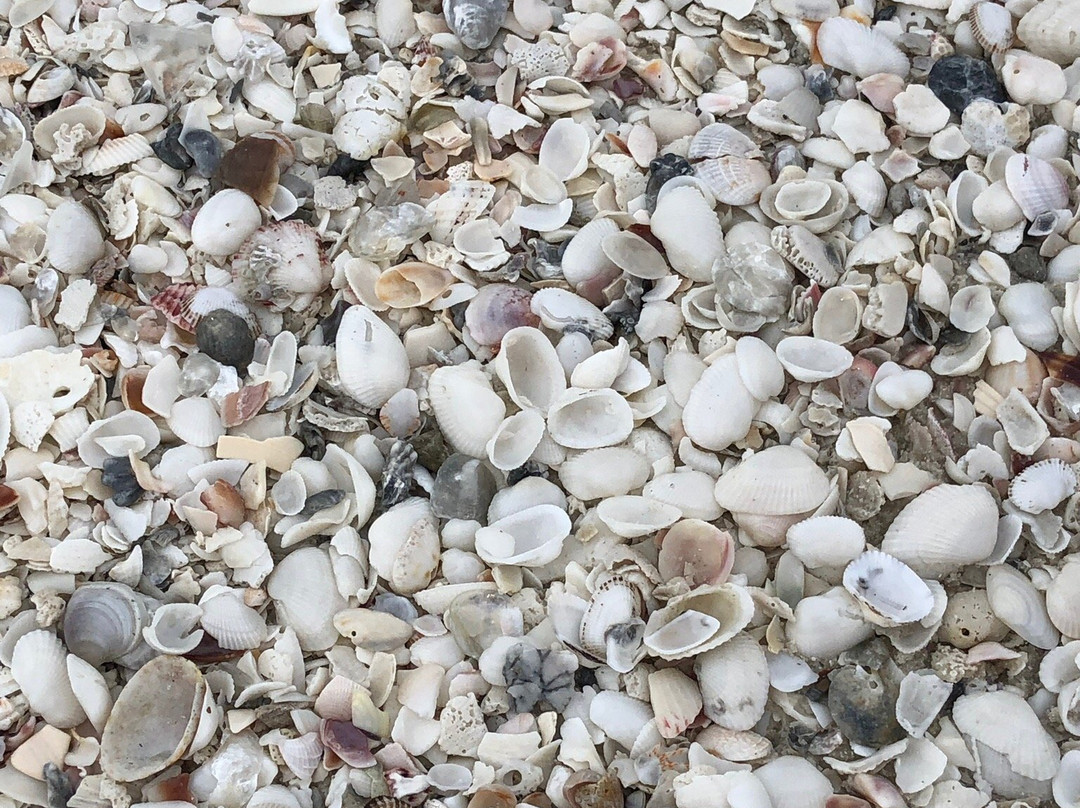 Club Regency of Marco Island主图