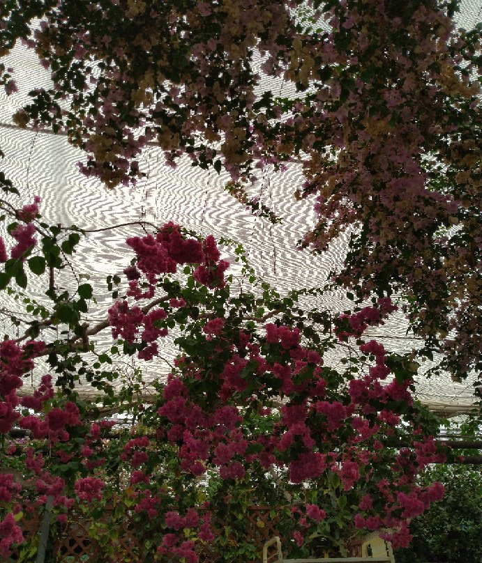 Nishijima Flower Garden-南国市必去景点