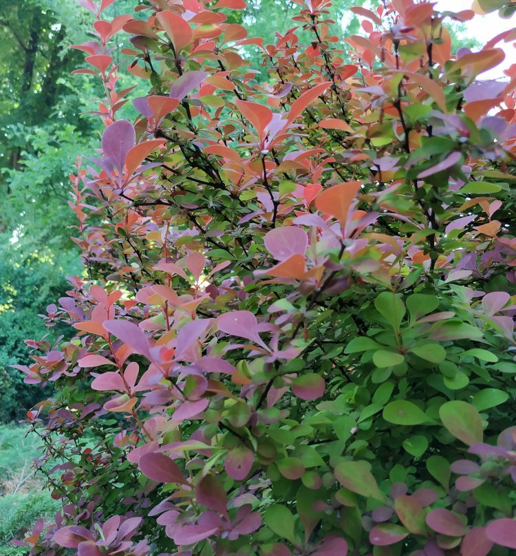 Zaporizhzhya City Children Botanic Gardens-Zaporizhzhya必去景点
