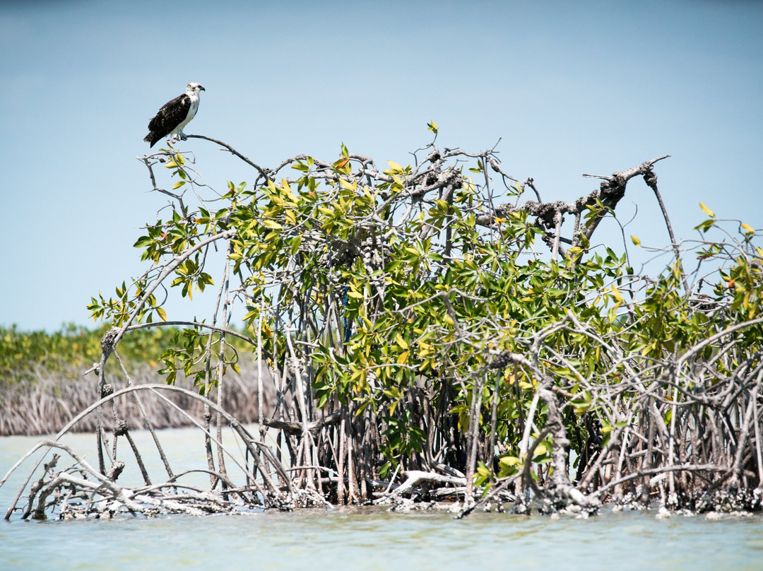 Wild Dolphin Tour-图伦必去景点
