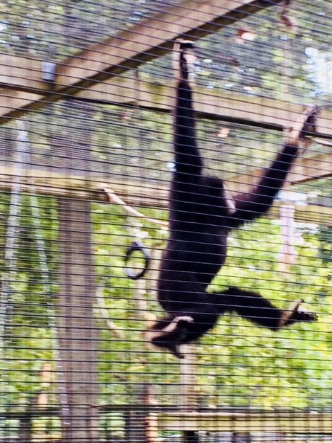 Henson Robinson Zoo-斯普林菲尔德必去景点