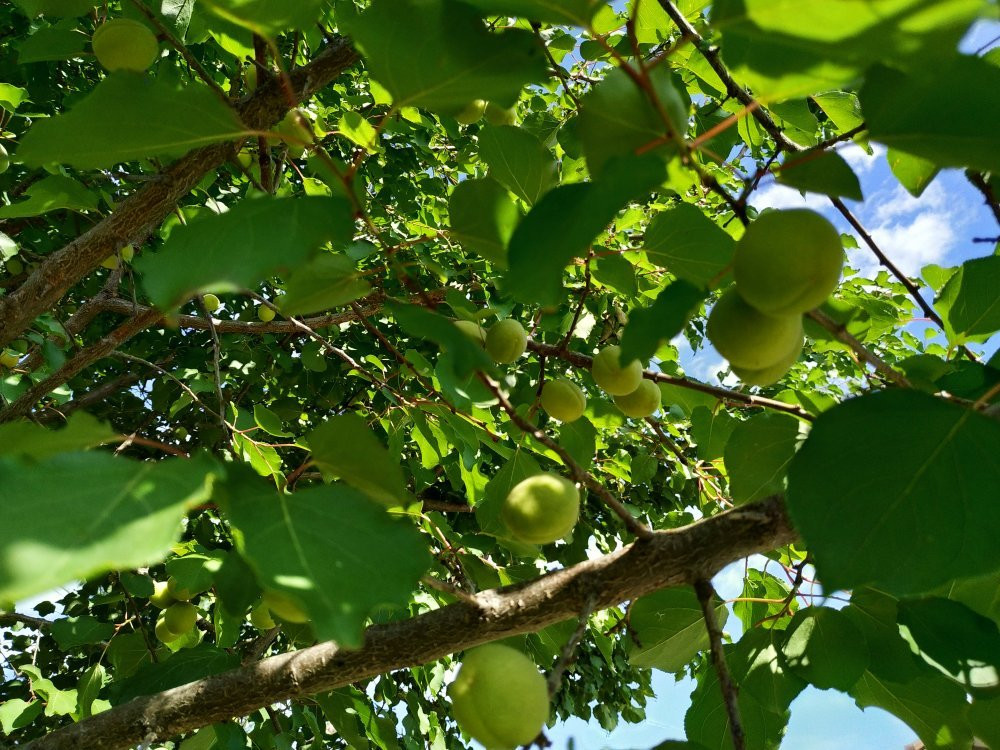 Aastha Home Stay主图