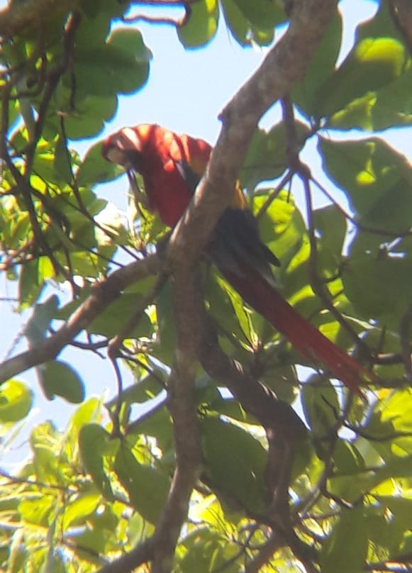 Ricky Ricardo Tours & Travels-彭塔雷纳斯必去景点