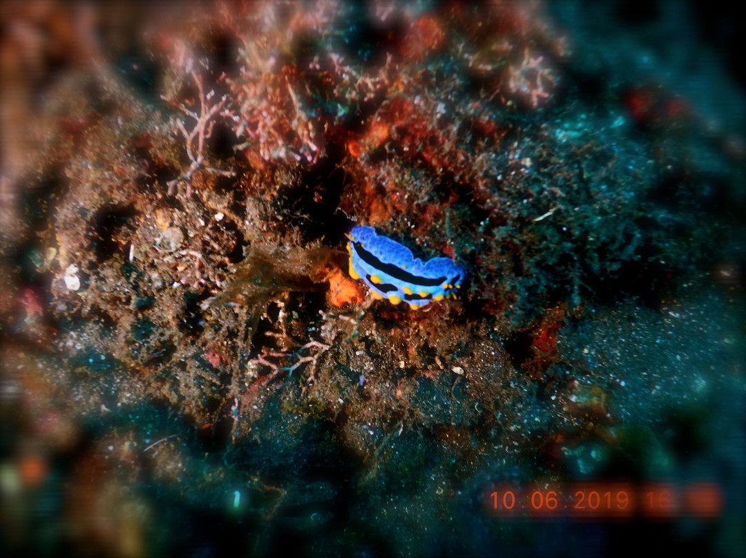 Limangu Diving Centre景点图片