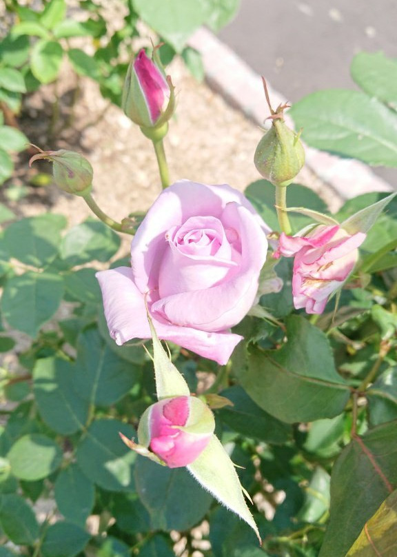 Haboro Rose Garden景点图片