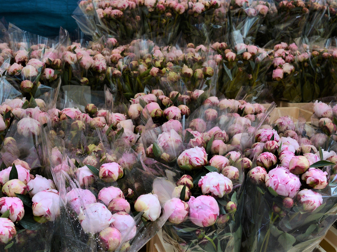 Bloemenmarkt, Janskerkhof, Utrecht-乌特勒支必去景点