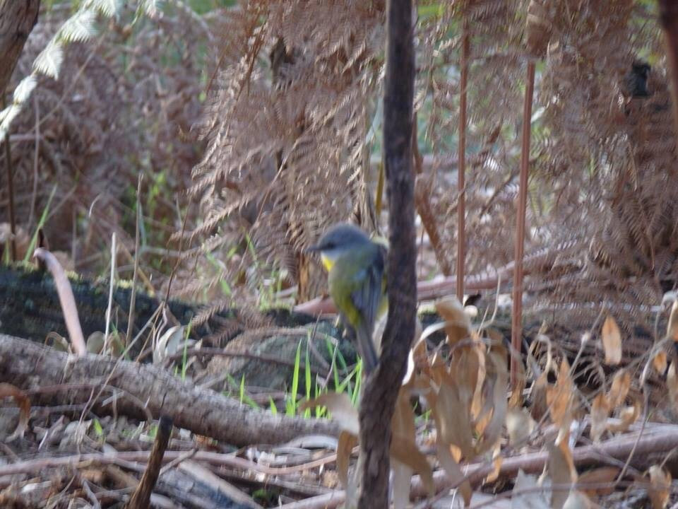 Peninsula Gardens Bushland Reserve景点图片